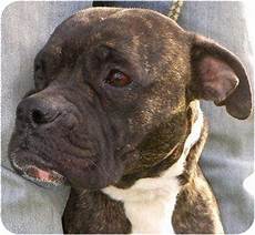 Devo Adopted Dog FCP041512 Metamora IN Boxer/Mastiff Mix