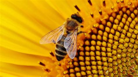 Abejas ¿El lado amargo de la miel? - Mestizos Magazine