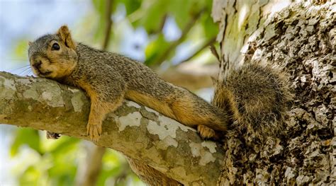 #758364 Rodents, Squirrels, Branches, Tail - Rare Gallery HD Wallpapers