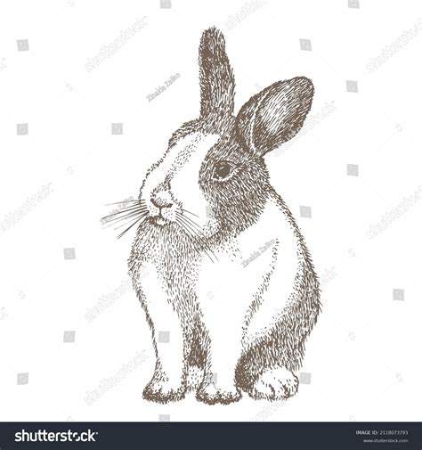 Rabbit Black And White Drawing