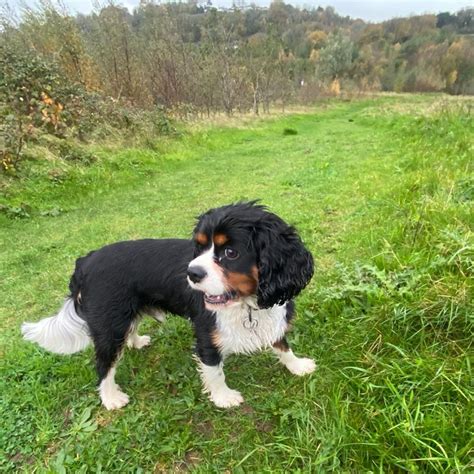 Why Do Dogs Get The Zoomies After Pooping