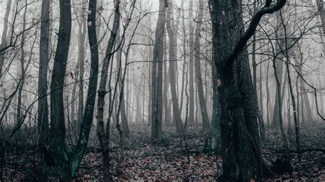Download wallpaper 3840x2160 forest, fog, autumn, trees 4k uhd 16:9 hd ...