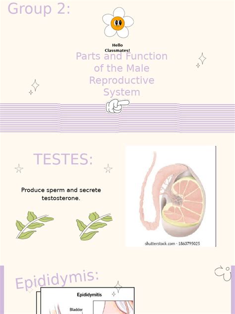 Image result for Male Reproductive System Components
