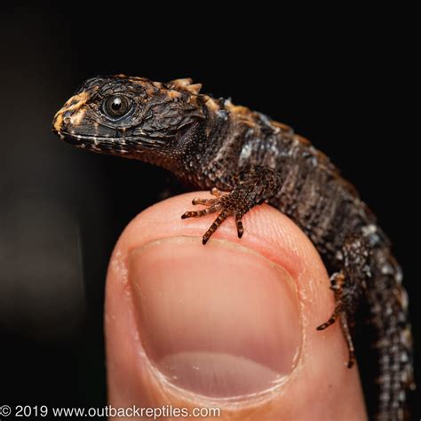 Red Eyed Crocodile Skink - Just hatched today! : r/reptiles