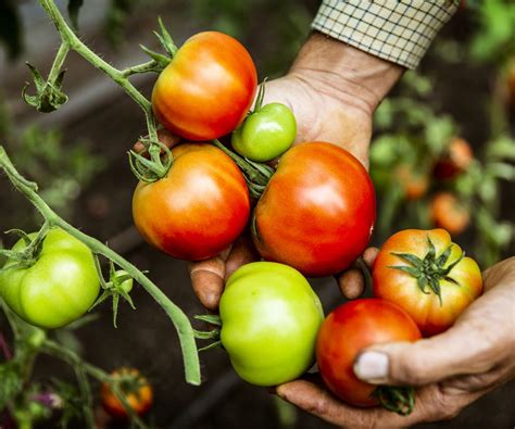 How to fertilize tomatoes: expert tips for a bumper harvest | Homes and ...