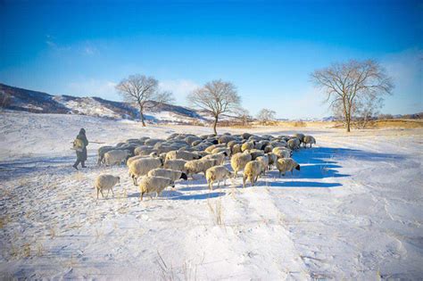坝上冬季牧羊曲__