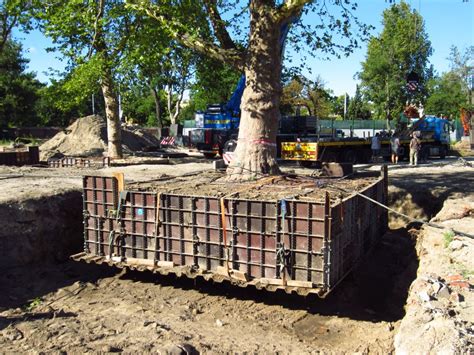 COSERWA - Transplantation arbre, conservation arbre remarquable, arbre ...