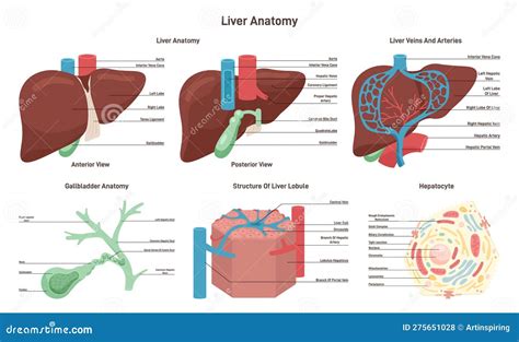 Hepatic Lobule Anatomy With Anatomic Liver Unit Structure Outline Diagram Vector Illustration ...