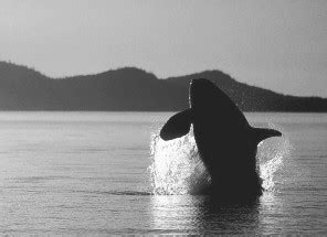 世界上最孤独的鲸_世界上最孤独的鲸鱼Alice(2)_中国排行网