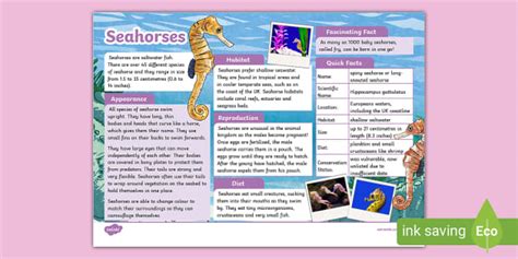 KS2 Seahorses Fact File (teacher made) - Twinkl