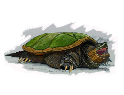 Snapping Turtle 的图像结果
