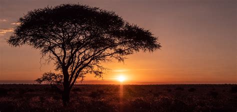 The Giraffe-African Savanna Relationship: It’s Complicated