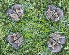 Image result for Baby Bunny Cage