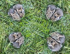 Image result for Baby Bunny and Chick