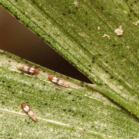 Can You Use Neem Oil To Get Rid Of Thrips?