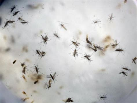 Potential drug identified for Zika, similar viruses | World News