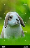 Image result for English Lop Eared Rabbit