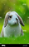 Image result for Lop Eared Cow