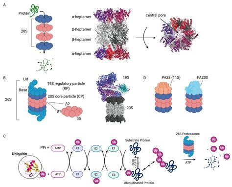 Proteasome Inhibitors: Harnessing Proteostasis to Combat Disease