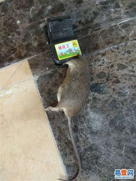 家庭抓老鼠最有效方法 老鼠怕风油精气味_仓鼠 - 养宠客
