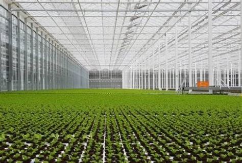 News & Information | Koppert India