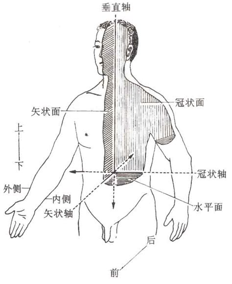 人体解剖学图谱、人体解剖学_绪论(理论书籍)