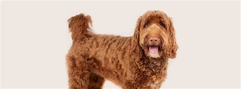 Image result for Labradoodle