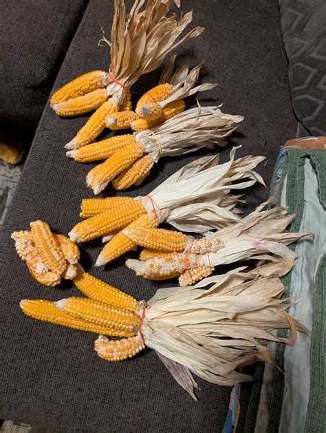 How To Dry Corn After Harvesting » Shit's Not That Difficult