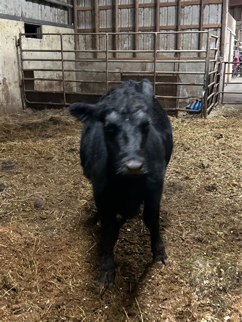 Intro to cows day of fun, SaddleView Farm, Bethany, 8 March 2025 ...