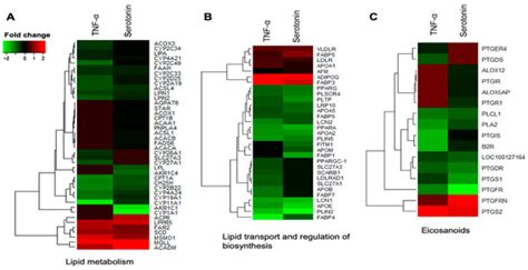Transcriptome Modifications in the Porcine Intramuscular Adipocytes ...