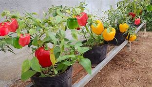 Image result for Baby Bell Bunnies How to Propagate