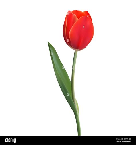 Tulip In Spanish Plural at Ida Barrera blog