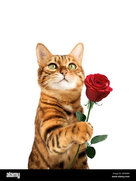 Ginger cat with rose flower in paw isolated on background Stock Photo ...