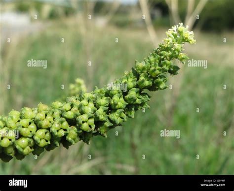 Reseda luteola, also known as weld or yellow reseda, is a flowering ...