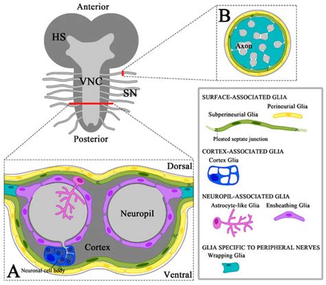 Drosophila Glia: Models for Human Neurodevelopmental and ...