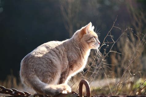 Image result for Alien Cat Drawin G