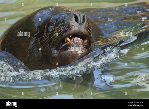 Sea Lion 的图像结果