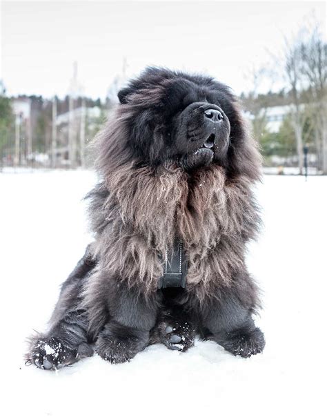 Blue Chow Dog