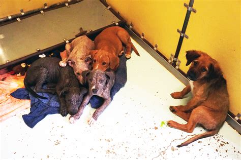 Humane Society of Harlingen celebrates one year as no-kill | MyRGV.com