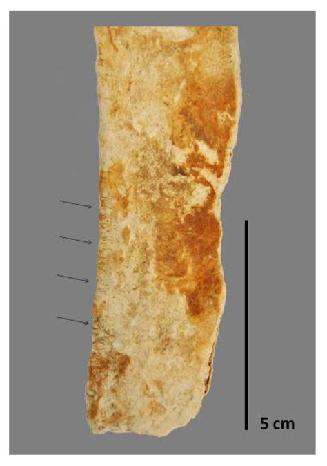 Meat Supplies at the Ribadeo I Shipwreck (San Giacomo di Galizia ...