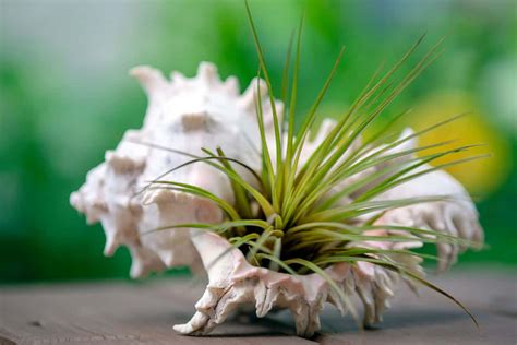 How to Grow Air Plants 的图像结果