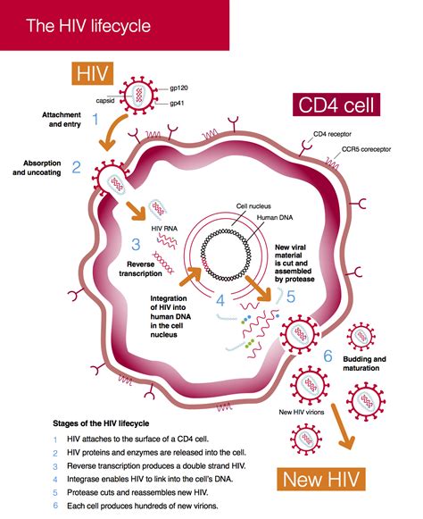 The HIV lifecycle | Guides | HIV i-Base
