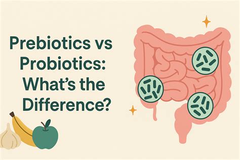 Prebiotics vs. Probiotics: Understanding the Key Differences for Optim – InnerBuddies