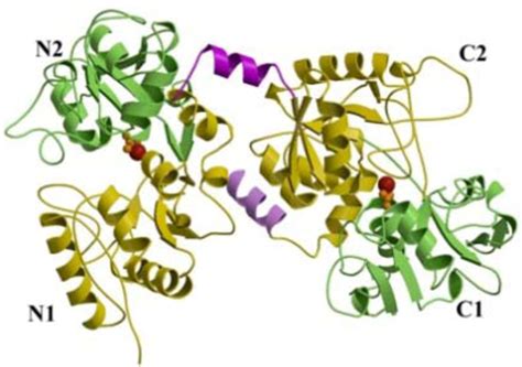 Antiviral Properties of Lactoferrin—A Natural Immunity Molecule