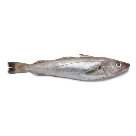 Is Whiting A Scale Fish at Henry Lymburner blog