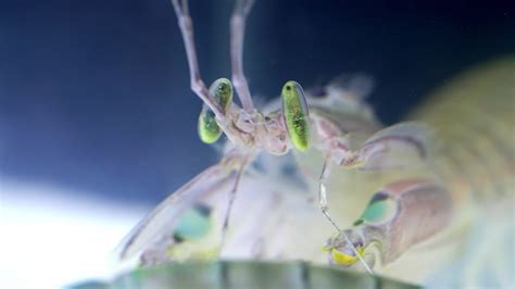 Mantis Shrimp Eyes Close Up