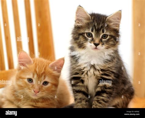 Eight Week Old Kittens Ginger and Tabby Stock Photo - Alamy