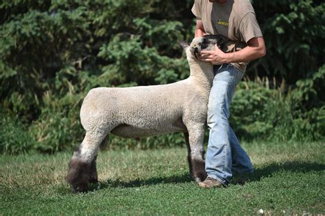 Italian Stallion - Reproduction Specialty Group