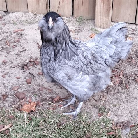 Do Pure Ameraucanas lay green eggs? : r/chickens