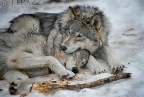 Pin by Faith Mekaley on Wolves | Wolf dog, Wolf poses, Wolf spirit animal